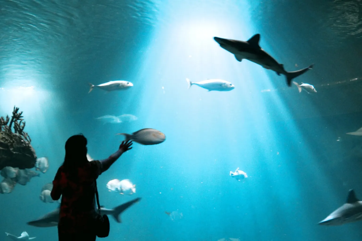Aquarium Ripley des Smokies : quelle option de réservation choisir ?
